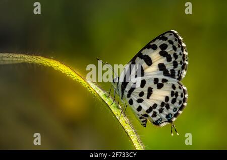 Gewöhnlicher Pierrot mit Tautropfen, der auf dem Grasblatt sitzt Stockfoto