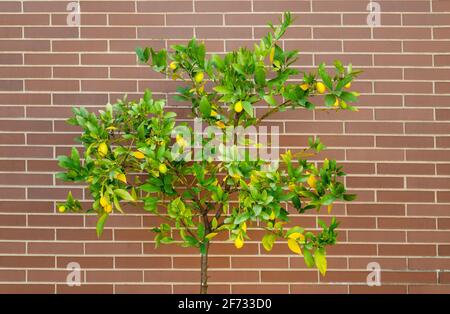 Kumquat-Baum, auch Gattung Fortunella oder Citrus sinensis genannt. Stadtgarten. Backsteinmauer Hintergrund. Stockfoto