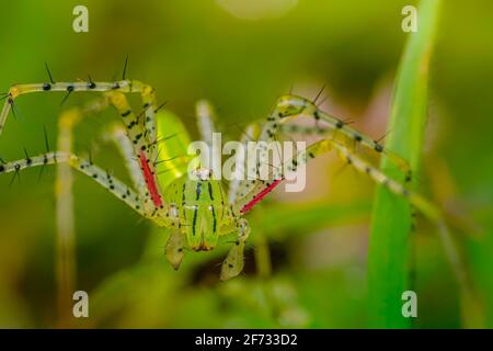Die schöne grüne Luchs-Spinne (Peucetia viridana) ist durchscheinend grün mit schwarzen Flecken am ganzen Körper. Sieht ähnlich aus wie Wassermelone. 8-10 cm groß. Stockfoto
