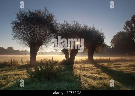 Im Morgennebel in den Lippeauen, Nordrhein-Westfalen, Deutschland, wurden die Weiden bestäubt Stockfoto