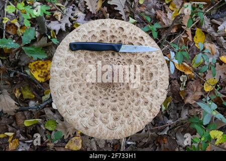 Sehr großes Exemplar von Macrolepiota procera oder Sonnenpilz, Größe im Vergleich zu großem Küchenmesser, Draufsicht, natürlicher Lebensraum, Herbstzeit Stockfoto