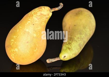 Zwei reife, süße, saftige Konferenzbirnen aus biologischem Anbau auf schwarzem Hintergrund. Stockfoto