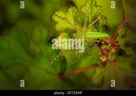 Schöne grüne Luchsspinne, die auf Grashalmen mit Blick auf den Zuschauer thront. Ihre kleine Spinne aus Viridana-Arten. Sie hat auf 2 Beinen eine rote Farbe. Stockfoto