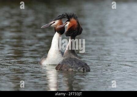 Haubentaucher (Podiceps cristatus) Courtship Ritual der Haubentaucher, Niedersachsen, Deutschland Stockfoto
