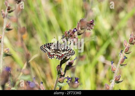 Südliches Festoon (Zerynthia polyxena) auf der Blüte des Lungenkrautes, Extremadura, Spanien Stockfoto