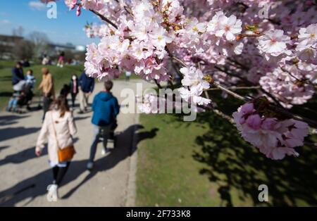 München, Deutschland. April 2021. Ausflügler wandern im Olympiapark entlang blühender Kirschbäume. Quelle: Sven Hoppe/dpa/Alamy Live News Stockfoto