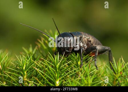 Feldkricket (Gryllus campestris) im Moos, Nordrhein-Westfalen, Deutschland Stockfoto