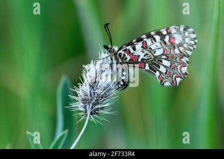 Südliches Festoon (Zerynthia polyxena), Extremadura, Spanien Stockfoto