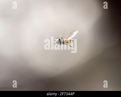 Eine Schwebefliege im Flug, die in der Nähe eines Pflaumenorchelgartens in der Nähe von Yokohama, Japan, schwebt. Stockfoto