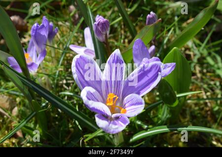 Blühende Krokusse Stockfoto