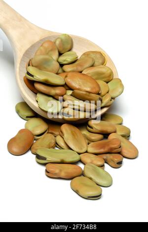 Getrocknete Fava-Bohnen ( Vicia faba) ,, breite Bohne, Pferdebohne, breit sein, Stockfoto