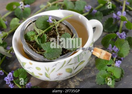 Dogfish, gemahlener Efeu (Gleckoma hederacea), Blue Raven, Buldermann,  Thunder Rebe, Hedgerich, Efeu, Efeu, Gundelrieme, Gunelreif, Silberweed  Stockfotografie - Alamy