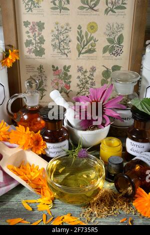 Ringelblume (Calendula officinalis), Echinacea purpurea, Mariendistel (Silybum marianum), Hopfen (Humulus lupulus), Elektampan, Tee, Salbe (Inula Stockfoto