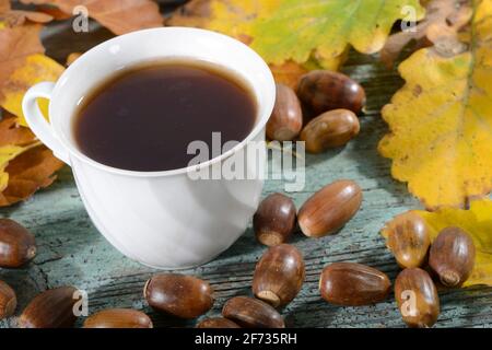 Acorn-Kaffee, englische Eiche, englische Eiche (Quercus robur), Tasse Stockfoto