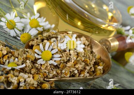 Tasse Kamillentee, echte Kamille (Matricaria chamomilla) Stockfoto