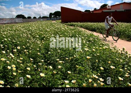 Eunapolis, bahia / brasilien - 24. märz 2008: Auf einem Platz in der Innenstadt von Eunapolis sind Blumen wilder Pflanzen zu sehen. *** Ortsüberschrift *** . Stockfoto