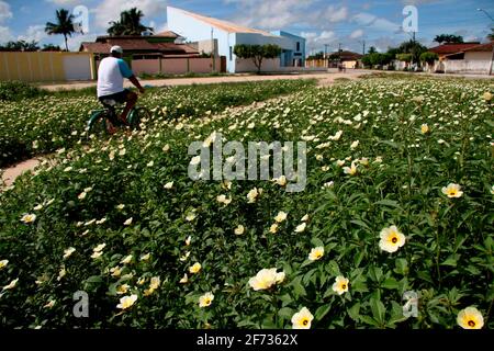 Eunapolis, bahia / brasilien - 24. märz 2008: Auf einem Platz in der Innenstadt von Eunapolis sind Blumen wilder Pflanzen zu sehen. *** Ortsüberschrift *** . Stockfoto