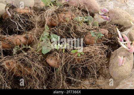 Kartoffel (Solanum tuberosum), vorkeimen, Stockfoto