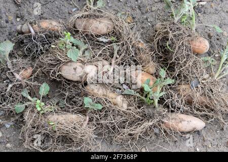 Kartoffeln (Solanum tuberosum), Angelnerkegel, vorgekeizte Kartoffeln Stockfoto