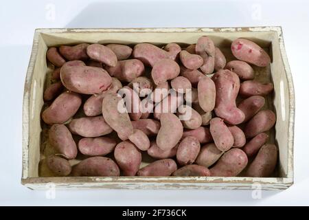 Kartoffeln (Solanum tuberosum), Sorte Red Emalie Stockfoto