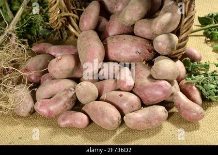 Kartoffeln (Solanum tuberosum), Sorte Red Emalie Stockfoto