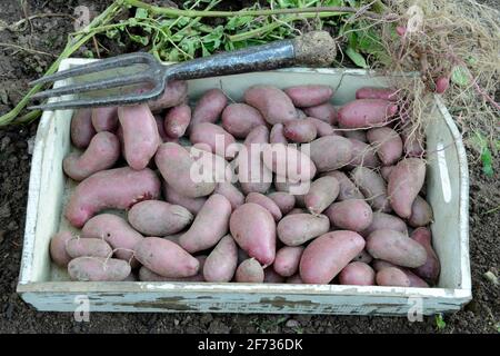 Kartoffeln (Solanum tuberosum), Sorte Red Emalie Stockfoto
