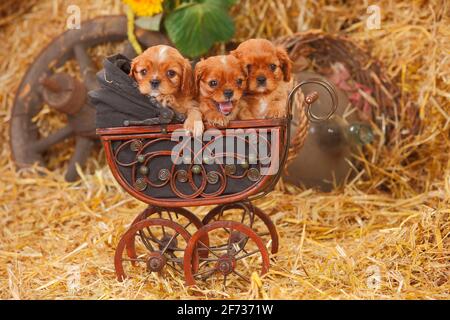 Cavalier King Charles Spaniel, mit einem Rüben, zwei Welpen, 6 Wochen, im Puppenwagen liegend Stockfoto