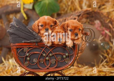 Cavalier King Charles Spaniel, mit einem Rüben, zwei Welpen, 6 Wochen, im Puppenwagen liegend Stockfoto