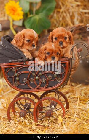 Cavalier King Charles Spaniel, mit einem Rüben, zwei Welpen, 6 Wochen, im Puppenwagen liegend Stockfoto