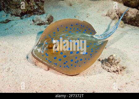 Bluespotted Ribbontail ray (Taeniura lympma), St. Johns, Rotes Meer, Ägypten Stockfoto