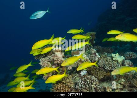 Schwarm von Goldfleckiger Ziegenfisch (Parupeneus cyclostomus), St. Johns, Rotes Meer, Ägypten Stockfoto