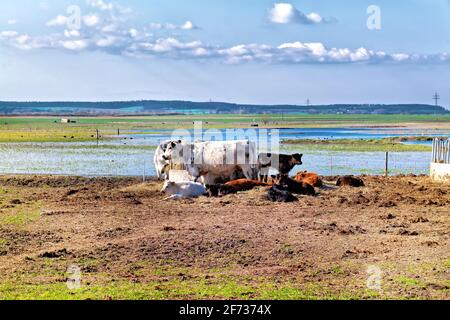 Das idyllische Naturschutzgebiet Bingenheimer Ried, in dem viele Wildvögel und Kühe leben, liegt westlich von Bingenheim (Wetterau) in der Horloff-Flut Stockfoto