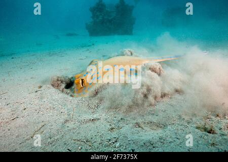 Bluespotted Ribbontail ray (Taeniura lympma) Graben nach Beute, Marsa Alam, Red Sea, Ägypten Stockfoto