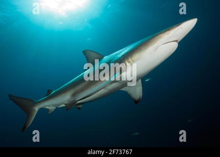 Schwarzspitzenhai (Carcharhinus limbatus), Aliwal Shoal, Indischer Ozean, Südafrika Stockfoto