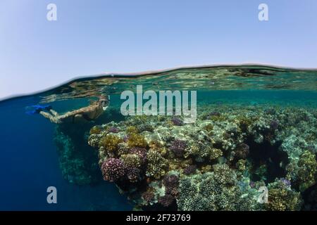 Schnorcheln im Roten Meer, Zabargad, Roten Meer, Ägypten Stockfoto