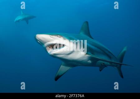 Schwarzspitzenhai (Carcharhinus limbatus), Aliwal Shoal, Indischer Ozean, Südafrika Stockfoto