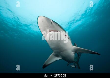 Schwarzspitzenhai (Carcharhinus limbatus), Aliwal Shoal, Indischer Ozean, Südafrika Stockfoto