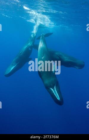 Gesellige Gruppe von Pottwalen (Physetter macrocephalus), Karibisches Meer, Dominica Stockfoto