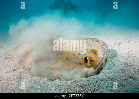 Bluespotted Ribbontail ray (Taeniura lympma) Graben nach Beute, Marsa Alam, Red Sea, Ägypten Stockfoto