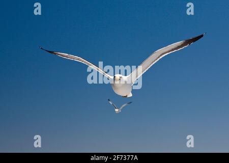 Kelp Gull (Larus dominicanus) im Flug, Walvisbucht, Namibia Stockfoto