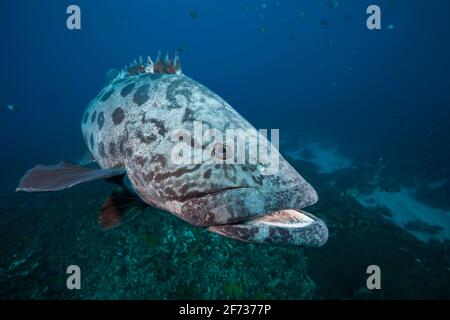 Kartoffelstampfer (Epinephelus tukula), Aliwal Shoal, Indischer Ozean, Südafrika Stockfoto