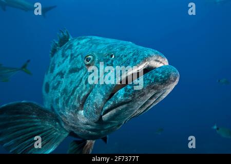 Kartoffelstampfer (Epinephelus tukula), Aliwal Shoal, Indischer Ozean, Südafrika Stockfoto