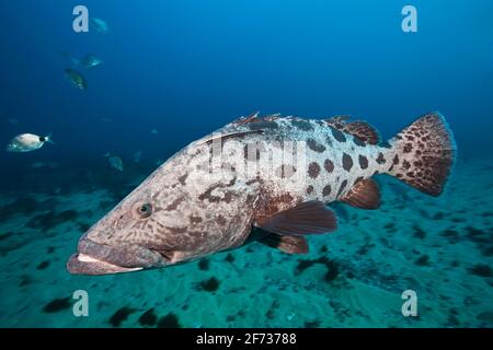 Kartoffelstampfer (Epinephelus tukula), Aliwal Shoal, Indischer Ozean, Südafrika Stockfoto