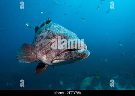 Kartoffelstampfer (Epinephelus tukula), Aliwal Shoal, Indischer Ozean, Südafrika Stockfoto