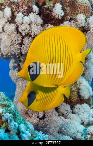 Paar maskierte Schmetterlingsfische (Chaetodon semilarvatus), St. Johns, Rotes Meer, Ägypten Stockfoto