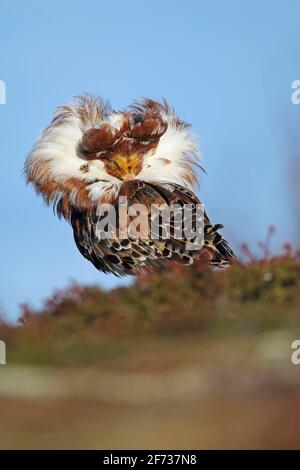 Ruff (Philomachus pugnax), auf dem Paarungsgebiet, Varanger Peninsula, Norwegen Stockfoto