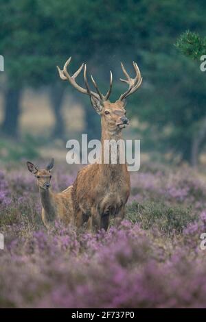 Rothirsch (Cervus elaphus) Hoge Veluwe Nationalpark, Provinz Gelderland, Niederlande Stockfoto