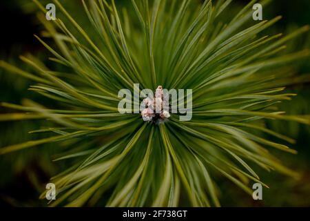 Makroaufnahmen von Pflanzen. Nadelzweige mit jungen Knospen sehen aus wie Blumen. Kiefer Zweig mit Zapfen im Frühjahr. Stockfoto