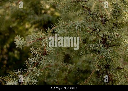 Zwerg japanischer Gartenwacholder - lateinischer Name - Juniperus procumbens Nana. Stockfoto