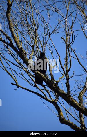 In einem Baum Raven Stockfoto